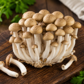 Shimeji Mushroom